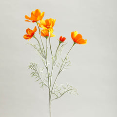 Cosmos Sunset Orange Flowers