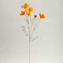 Cosmos Sunset Orange Flowers