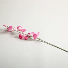 Sweetpea Fuchsia Flowers