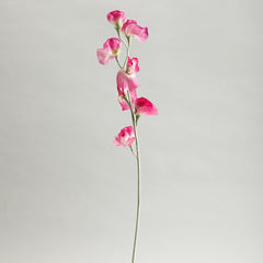 Sweetpea Fuchsia Flowers