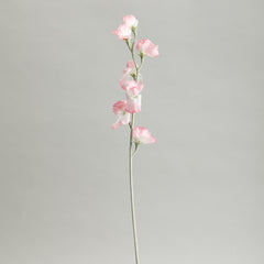 Sweetpea Pink Flowers