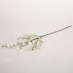 Arise Green White Orchid Flowers