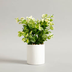 Zelen Potted Plant