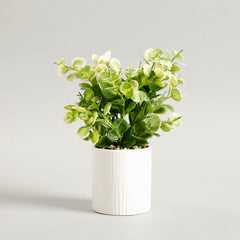 Zelen Potted Plant