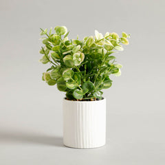 Zelen Potted Plant