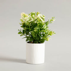 Zelen Potted Plant
