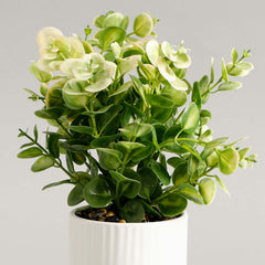 Zelen Potted Plant