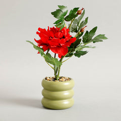 Carmine Potted Plants