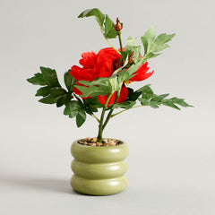 Carmine Potted Plants