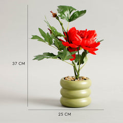 Carmine Potted Plants