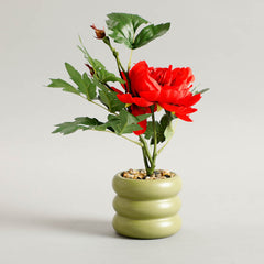 Carmine Potted Plants