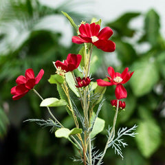 Cosmos Red Flowers
