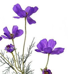 Cosmos Purple Flowers