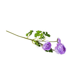 Aconitum Purple Flowers