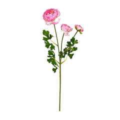 Aconitum Pink Flowers
