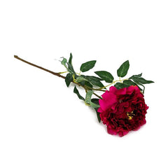 Peony Red Flowers