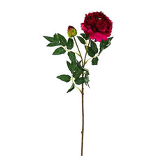 Peony Red Flowers