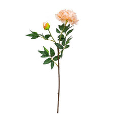 Peony Coral Flowers