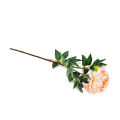 Peony Coral Flowers