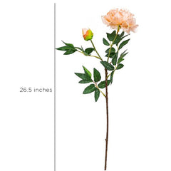 Peony Coral Flowers