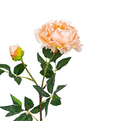 Peony Coral Flowers