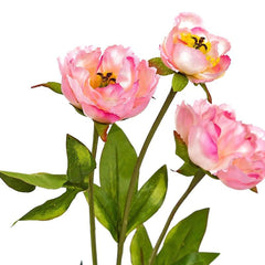Peony Pink Flowers