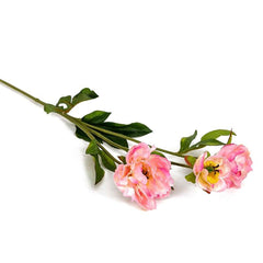 Peony Pink Flowers