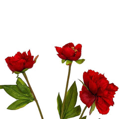 Pritinite Red Flowers