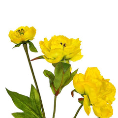 Peony Yellow Flowers