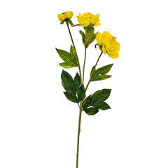 Peony Yellow Flowers
