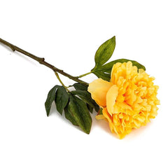 Peony Tangerine Orange Flowers
