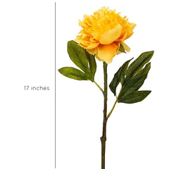 Peony Tangerine Orange Flowers
