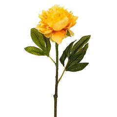 Peony Tangerine Orange Flowers