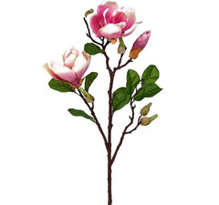 Magnolia Pink Flowers