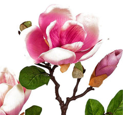 Magnolia Pink Flowers