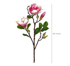 Magnolia Pink Flowers