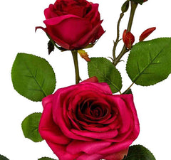 Bagong York Rose Flowers