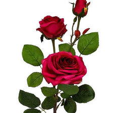 Bagong York Rose Flowers