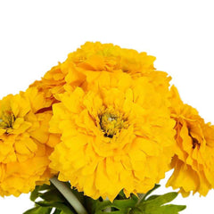 Marigold Yellow Flowers
