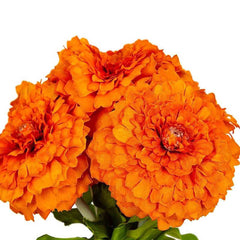 Marigold Musturd Flowers