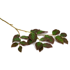 Isabah Leaf