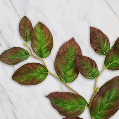 Isabah Leaf