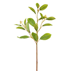 Fotinia Leaf