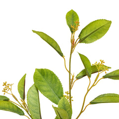 Fotinia Leaf