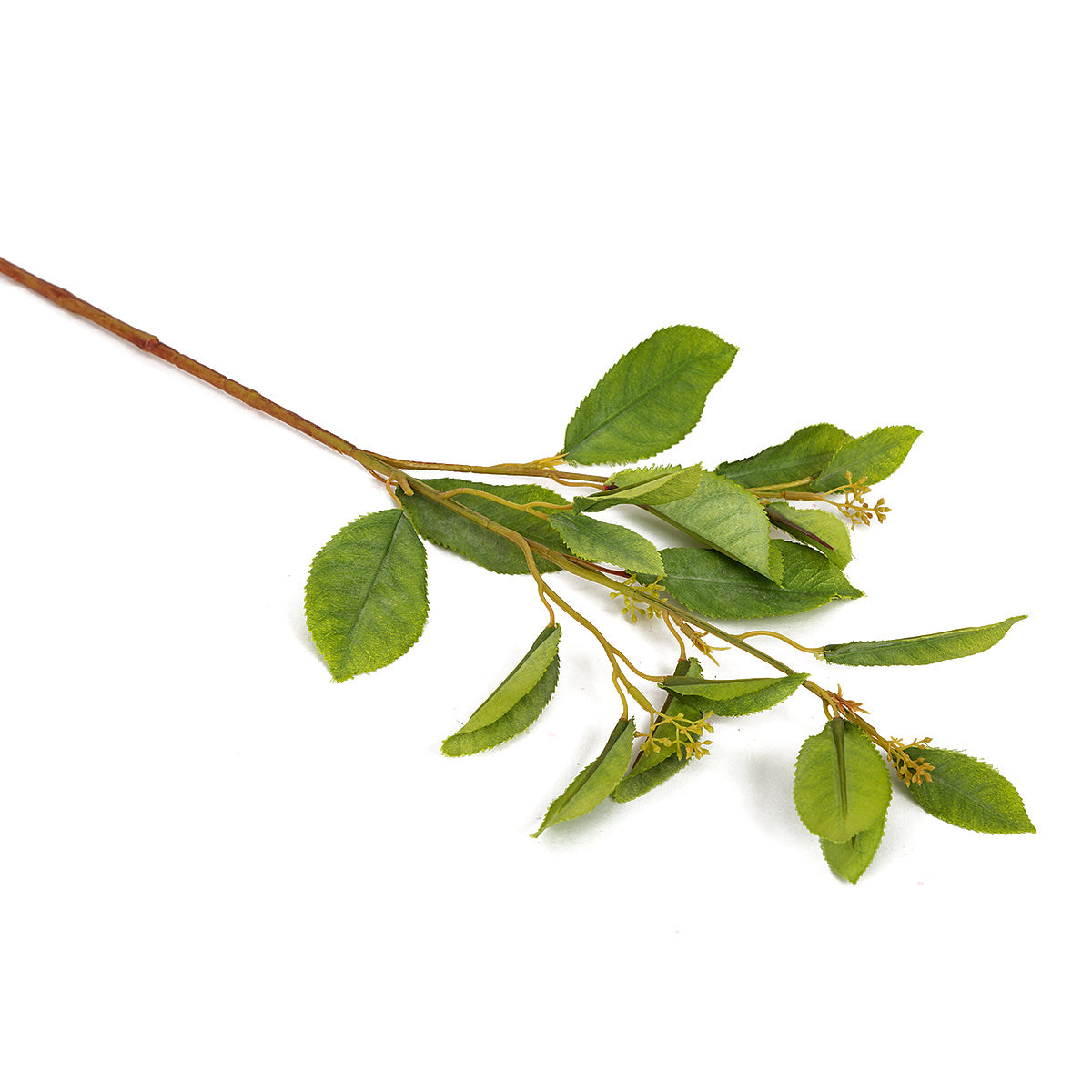 Fotinia Leaf