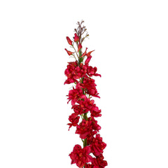 Delphinium Flower
