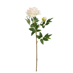 Peach Peony Flower