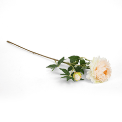 Peach Peony Flower