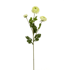 Xuri Renunculus Light Green Flower