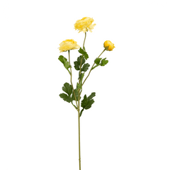 Xuri Renunculus Flower